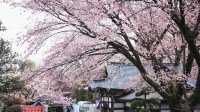 春分の日に花を楽しむ