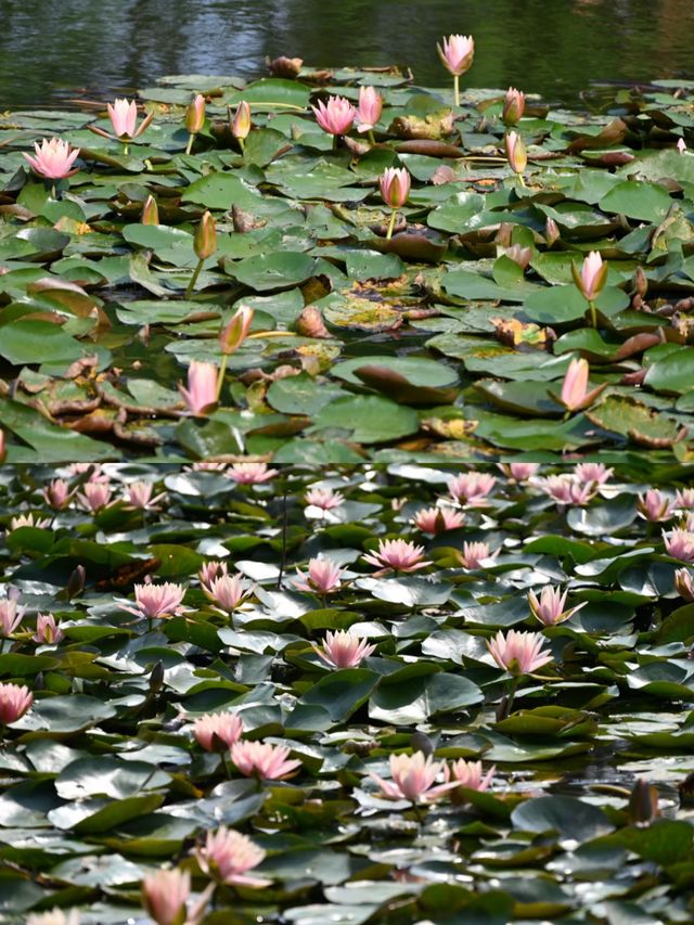 華南農業大學濕地公園遊玩攻略