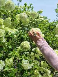 Explore the Stunning Hydrangea Waterfall at Xixi Wetland with Free Route Options