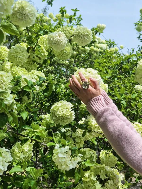 Explore the Stunning Hydrangea Waterfall at Xixi Wetland with Free Route Options
