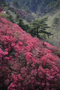 木蘭雲霧山紅喇！4月2日實拍！