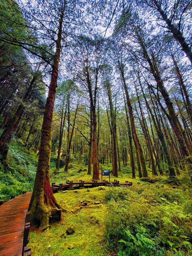 嘩塞！阿里山國家森林遊樂區，森林控必去的夢幻打卡地