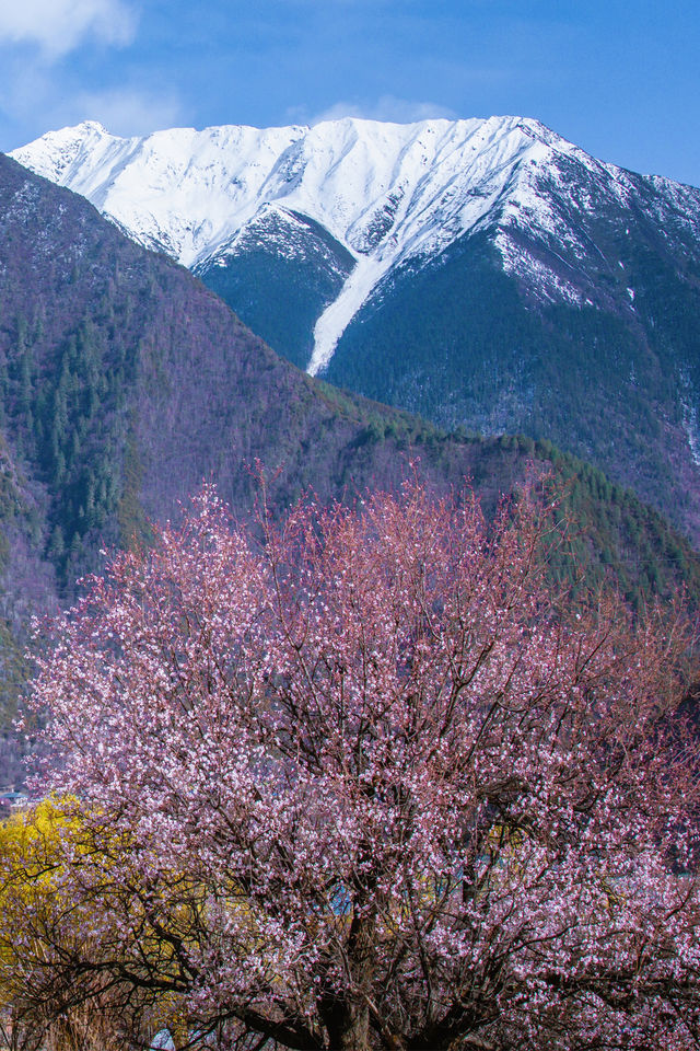 林芝桃花遊玩攻略，錯過又要等一年