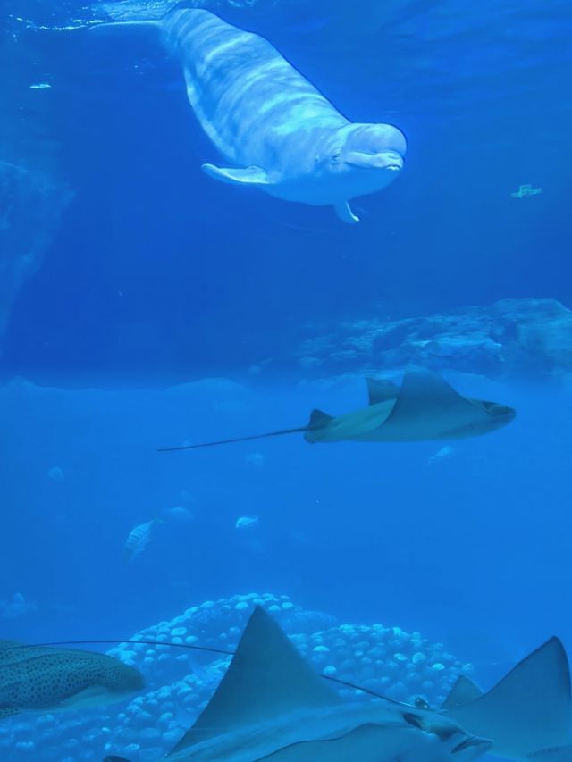 親子一定要來珠海海洋王國。
