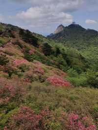 杜鵑花海暴擊｜在鄂東第一峰收割春日限定浪漫