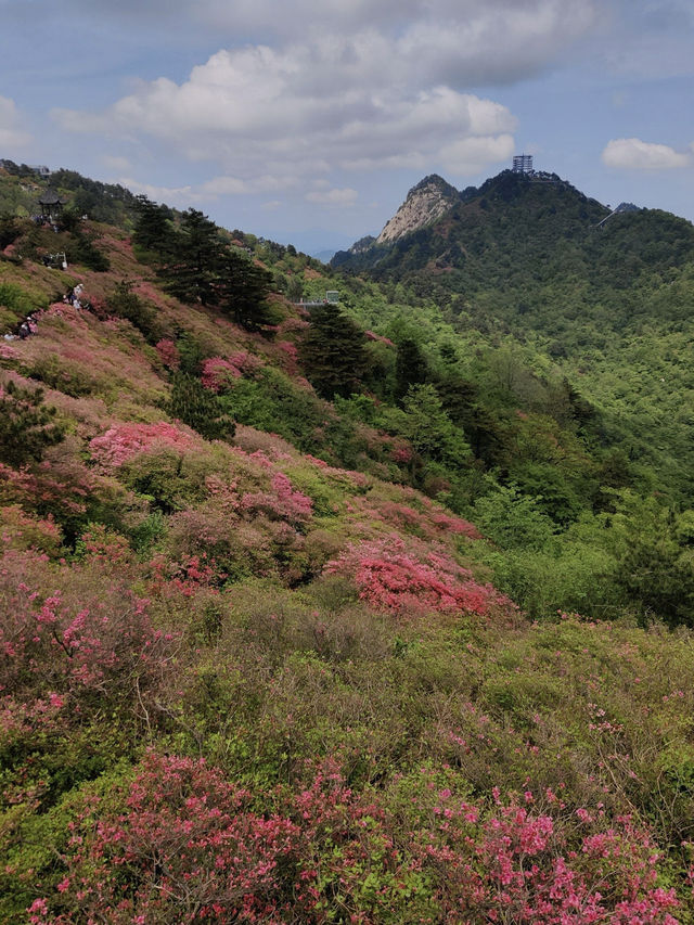 杜鵑花海暴擊｜在鄂東第一峰收割春日限定浪漫