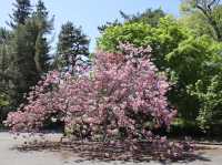 🌸京都御苑4月下旬的櫻花盛宴🌸