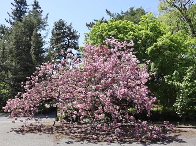 🌸京都御苑4月下旬的櫻花盛宴🌸