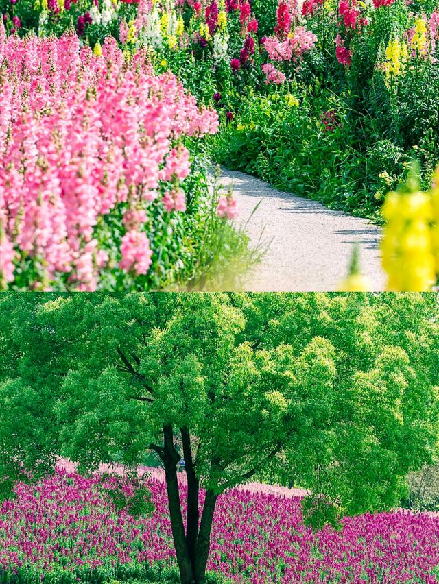 賞花期！解鎖雲南賞花活動
