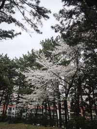🌸济州島三無公園櫻花，簡直美到心巴上啦！🌸