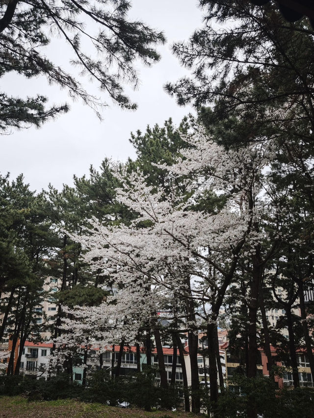 🌸济州島三無公園櫻花，簡直美到心巴上啦！🌸