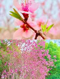三江口生態公園，遺失的美好