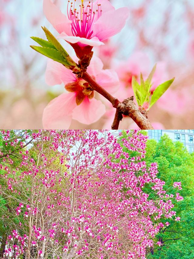 三江口生態公園，遺失的美好