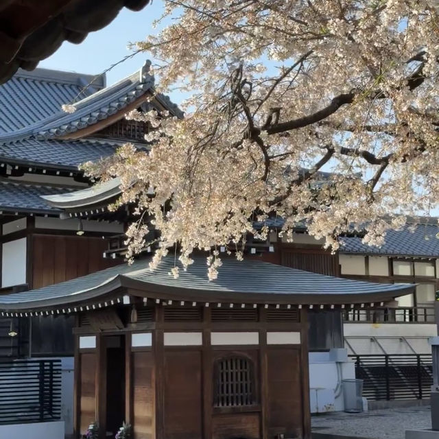 名古屋小眾賞櫻寶地 | 香穡積院的櫻花之約