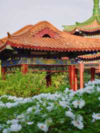 五月份一定要去洛陽睇一次牡丹花