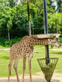 Guangzhou’s Wildlife Kingdom: Roam Free at Chimelong Safari Park