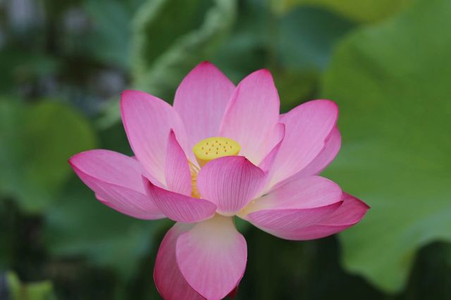#普者黑旅行攻略 #雲南普者黑荷花 要睇最靚荷花千祈唔好等到七月中旬！本地人，全係本人自己影嘅，最靚荷