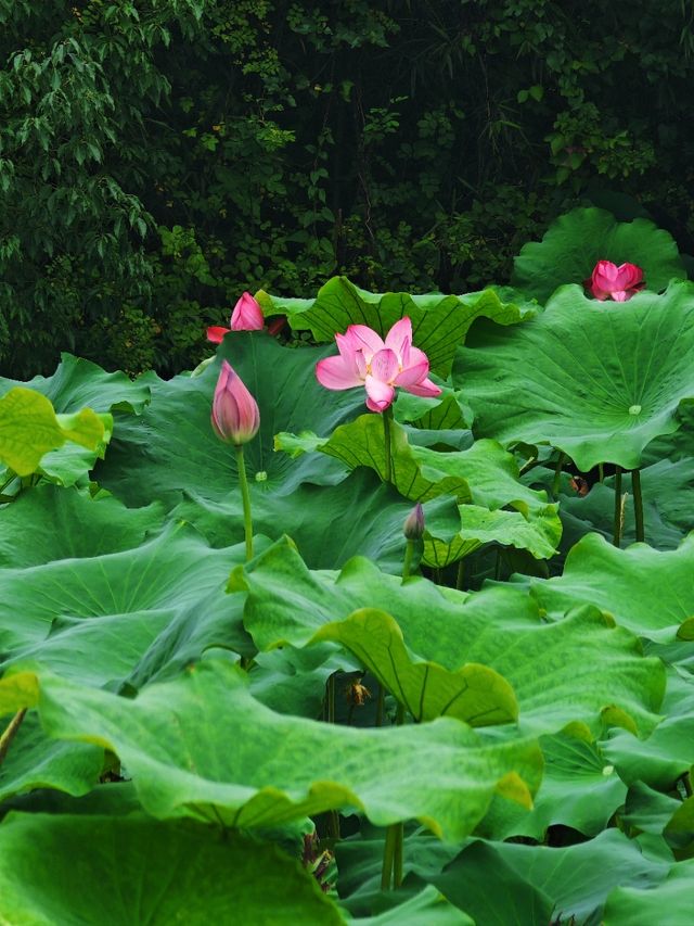 搖櫓船賞荷🪷江南初夏嘅頂級浪漫！