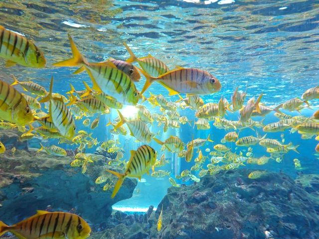 成都極地海洋公園深度漫遊指南｜避開人潮的私房攻略