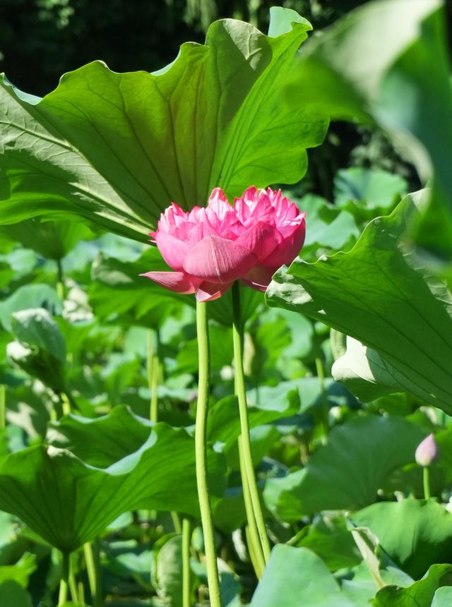 滿池荷花與荷葉隨風搖曳