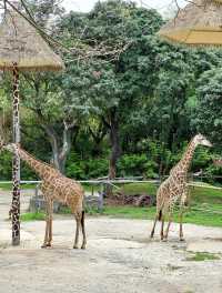 2025年暑假深圳野生動物園避坑指南