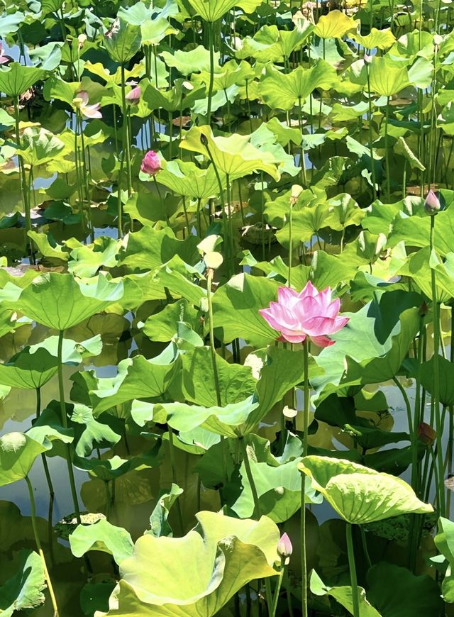 「太湖佳絕處，畢竟在黿頭」