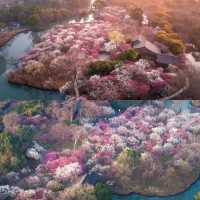 西溪濕地「梅深見鹿」爆紅！梅花鹿漫步落花間，遊客大讚「仙境」
