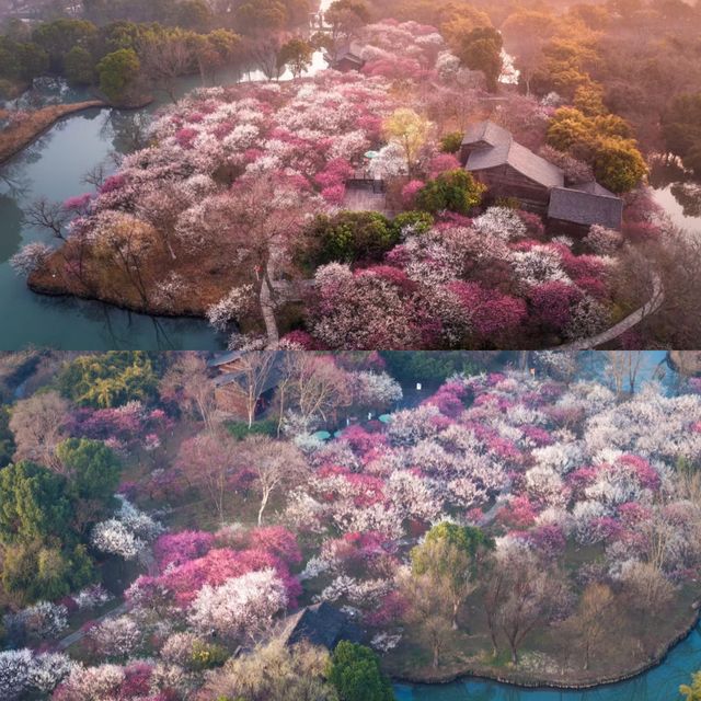 西溪濕地「梅深見鹿」爆紅！梅花鹿漫步落花間，遊客大讚「仙境」
