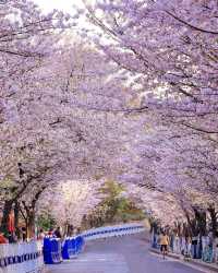 櫻花季必打卡雞鳴寺