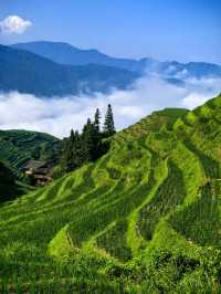 七月尾嘅龍脊-青綢盤山，雲間疊翠