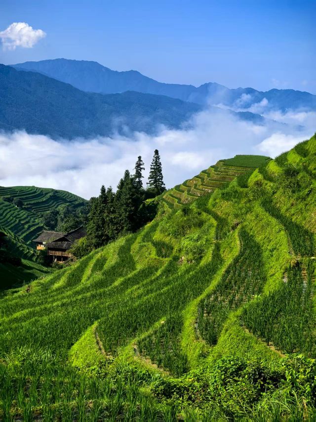 七月尾嘅龍脊-青綢盤山，雲間疊翠