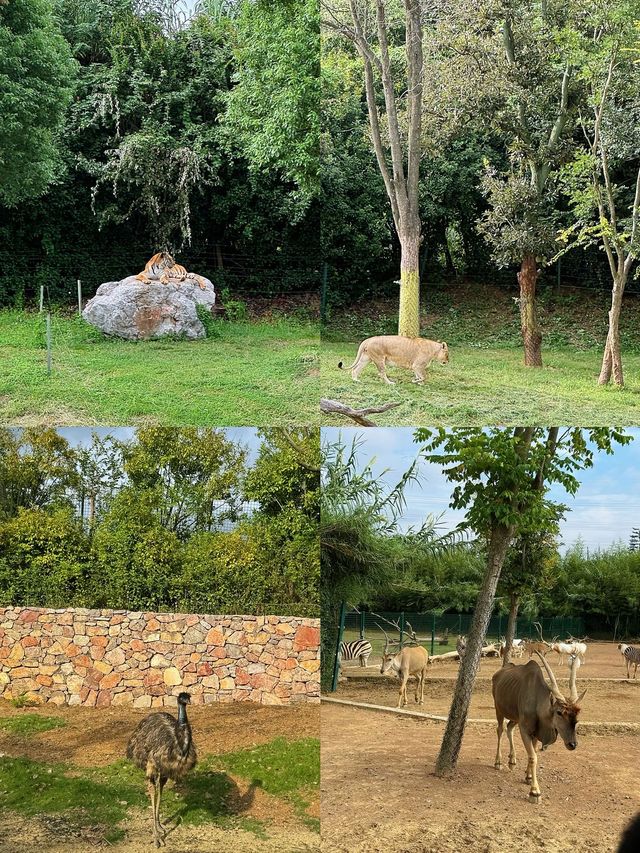 國慶節去哪玩｜來紫清湖野生動物世界與動物親密接觸吧！