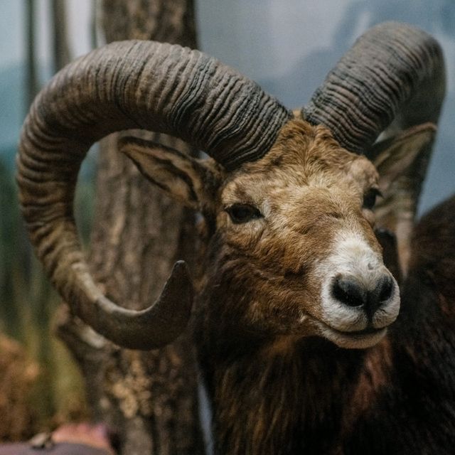 🦌 Helsinki Natural History Museum – Life-Like Animals in Every Corner