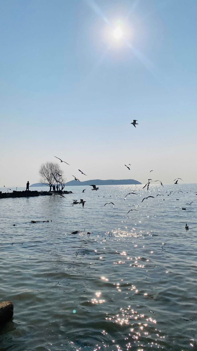 夕陽下與海鷗共舞