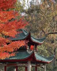 秋光潑墨處，長沙正清嘉