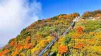 漢中紅葉季直通車上線