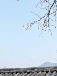 紅柿遍野，600年古村終成網紅！