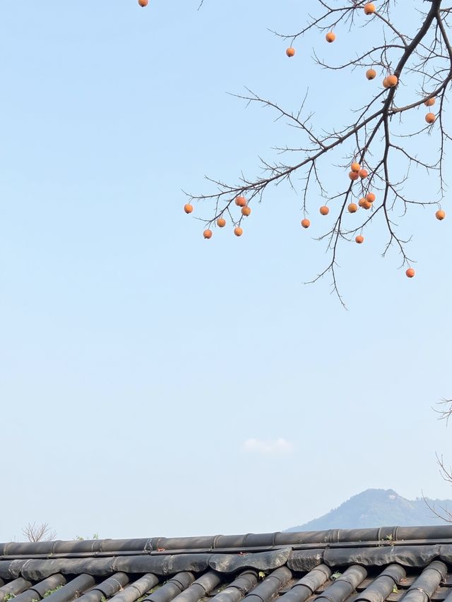 紅柿遍野，600年古村終成網紅！