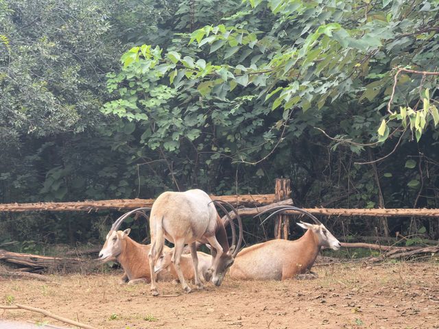 #濟南野生動物世界｜與梅花鹿0距離貼貼攻略 自駕+步行雙體驗！保姆級攻略收好！ 濟南野生動物園