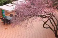 橘子洲景區梅花