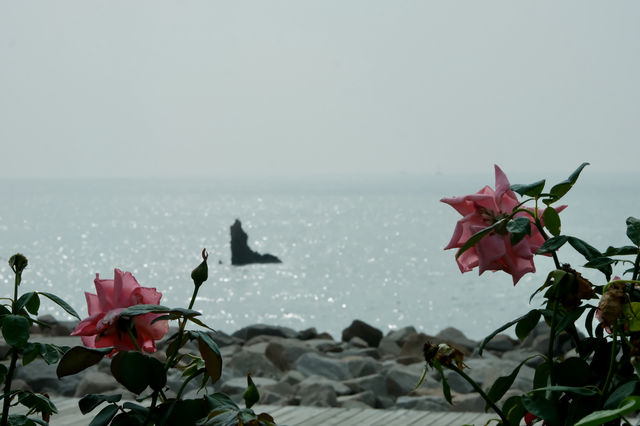 海邊玫瑰打卡地 【青島·海之韻】