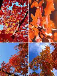 漫山紅葉與山間野趣的浪漫邂逅