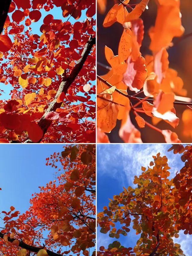 漫山紅葉與山間野趣的浪漫邂逅