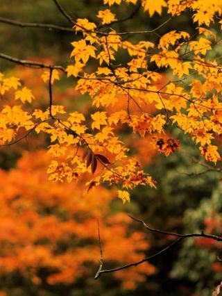 Fuping, Hebei! Unlock the Hidden Deep Autumn "Secret Level" in the Taihang Mountains' Colorful Forest Fairy Tale