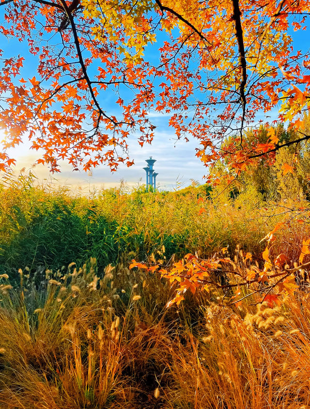 奧森賞秋攻略粉黛子·銀杏·花海·紅葉… 奧森賞秋攻略粉黛子·銀杏·花海·紅葉…