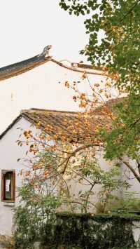 蘇州|這棵柿子樹已經紅啦