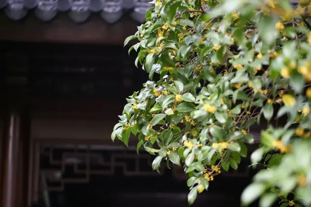 The Osmanthus Rain at Guyi Garden, golden petals dreamy and magical