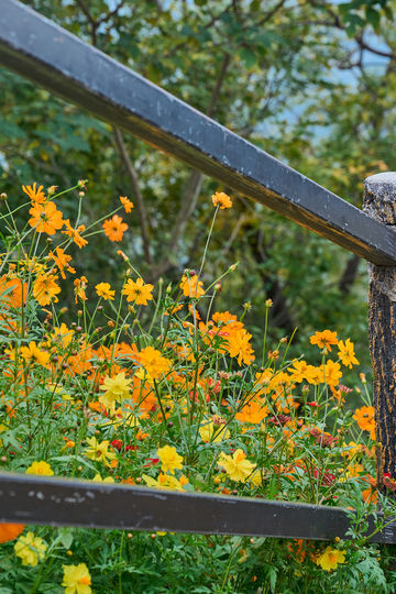 山花燦爛正當時,955階登頂江夏龍泉山 山花燦爛正當時,955階登頂江夏龍泉山