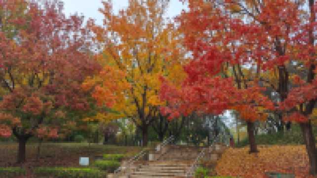 這裡秋風醉紅楓