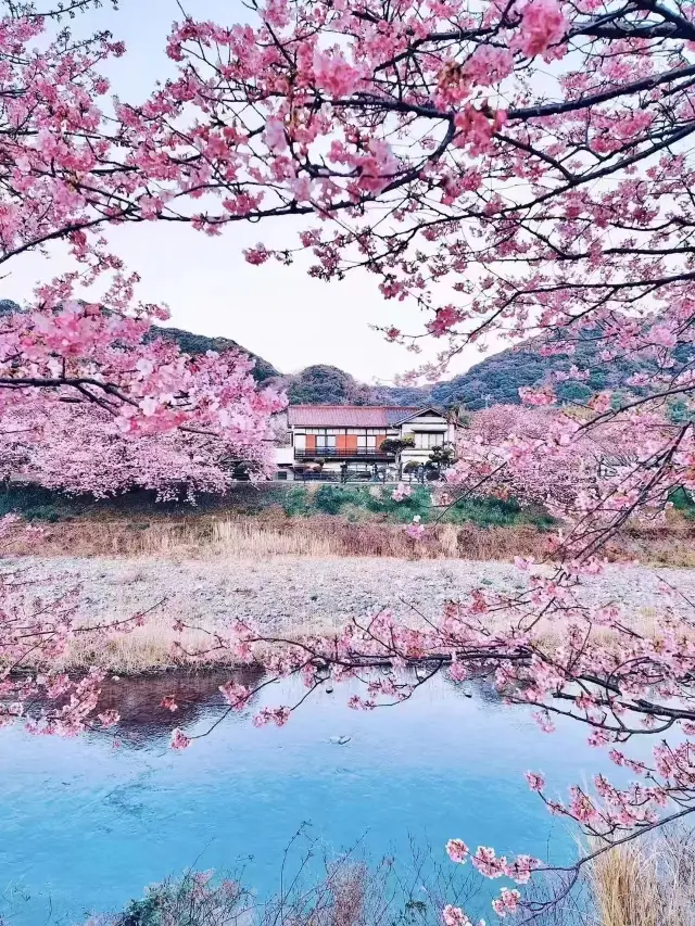 日本8日遊秋天去簡直不要太爽